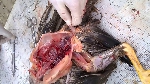 Tìm hiểu bệnh marek trên gia cầm